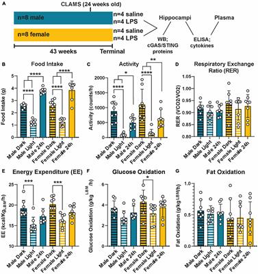 Modeling the innate inflammatory cGAS/STING pathway: sexually dimorphic effects on microglia and cognition in obesity and prediabetes